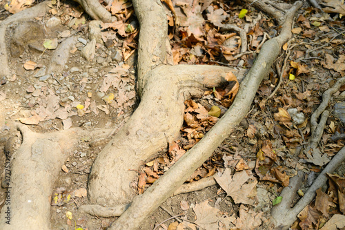 bare roots of trees protruding from the ground in rocky cliffs in autumn