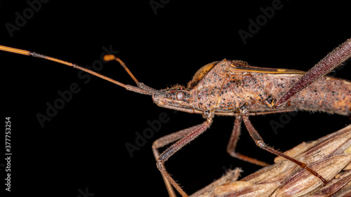 Leaf footed Bug of the species Leptoglossus zonatus photo
