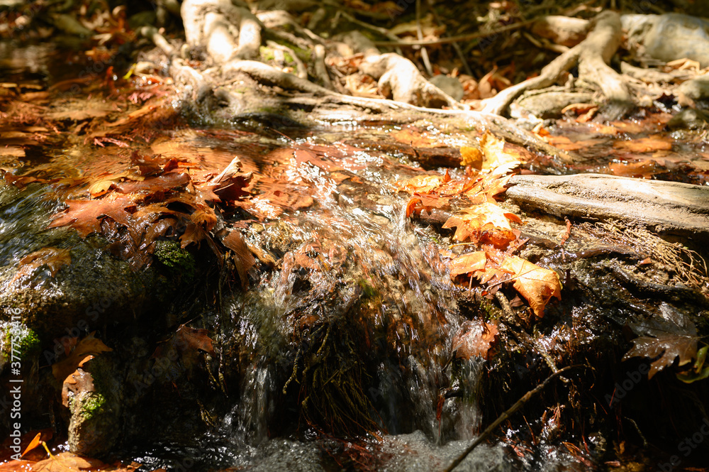 a stream running through the bare roots of trees in a rocky cliff and fallen autumn leaves