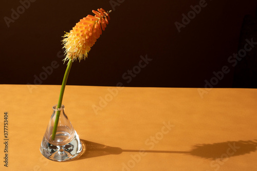 Orange yellow fairy flower in transparent vase with schadow