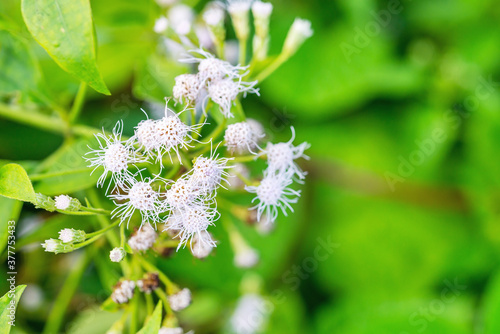 Ageratum conyzoides flower in rural area photo