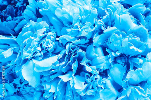 peony flowers in full bloom vibrant blue color as background and live wall. toned classic blue color trend 2020 year