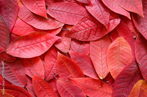 background of fallen autumn red leaves of cherry
