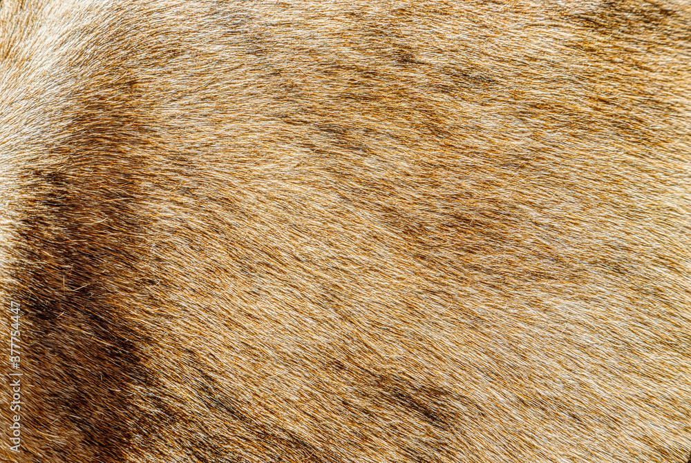 Macro closeup of cow skin with natural light Macro closeup of cow skin with natural light