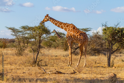 Reticulated giraffe  Giraffa camelopardalis reticulata   endangered threatened wild animal  feeds at thorn bush in Samburu National Reserve  Kenya  Africa. Blue sky  vast African savanna landscape