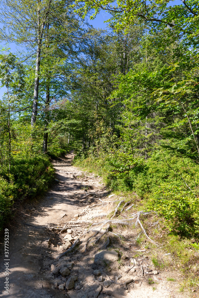 Hiking trail in Beskid Sadecki in Poland, mountains in summer landscape