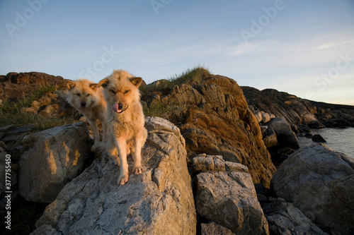 Sled Dogs in Summer, Sisimiut, Greenland