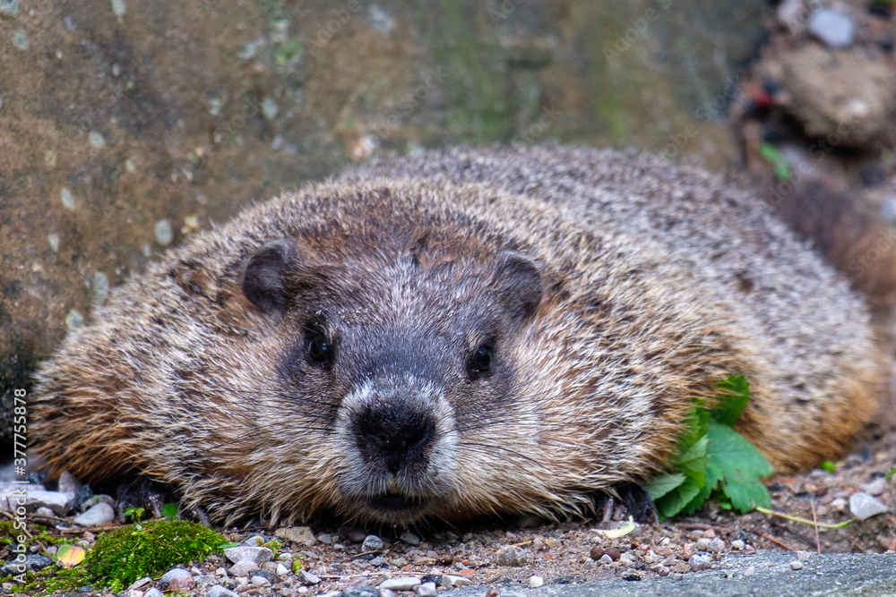 Groundhog closeup: looking straight into the camera Groundhog closeup: looking straight into the camera
