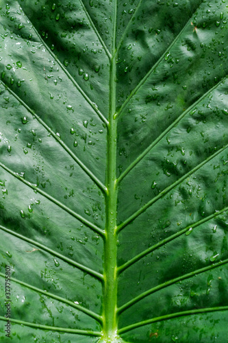 Green leaf texture with raindrops