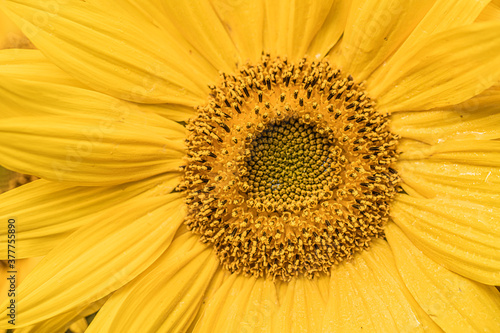 Beautiful  yellow flower in my garden sunflower flower  close-up  