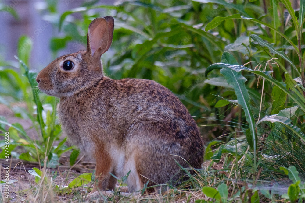 Small rabbit with large ears sitting in a garden Small rabbit with large ears sitting in a garden