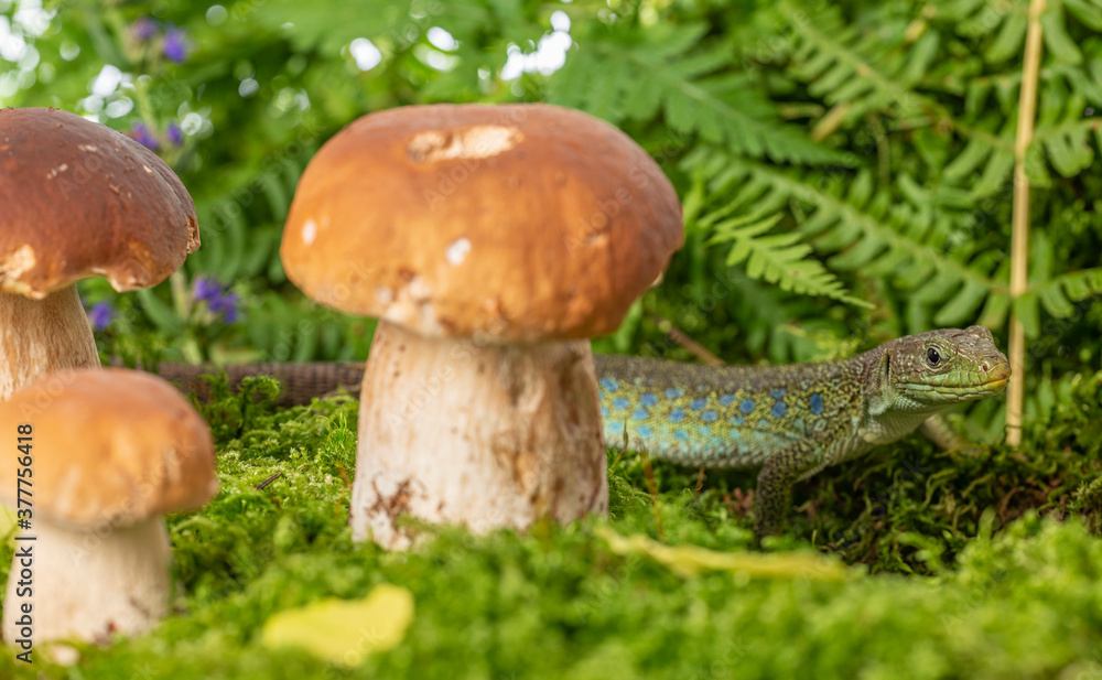 cute lizard in forest still life with mushrooms cute lizard in forest still life with mushrooms