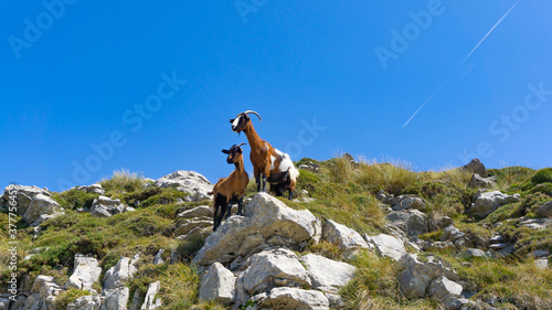 Foreground, nosy goats in the mountains on a beautiful day