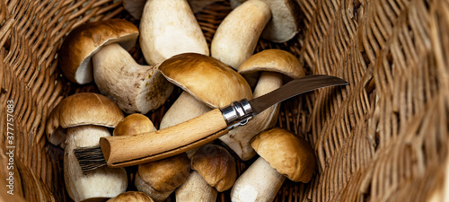 Mushroom background - Top view of many porcini mushrooms / Boletus edulis (king bolete) and mushroom knife in basket