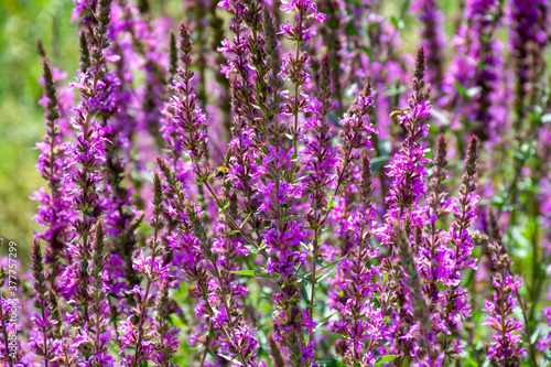 Botanical collection of medicinal plants  purple blossom of lythrum salicatia or loosestrife plants