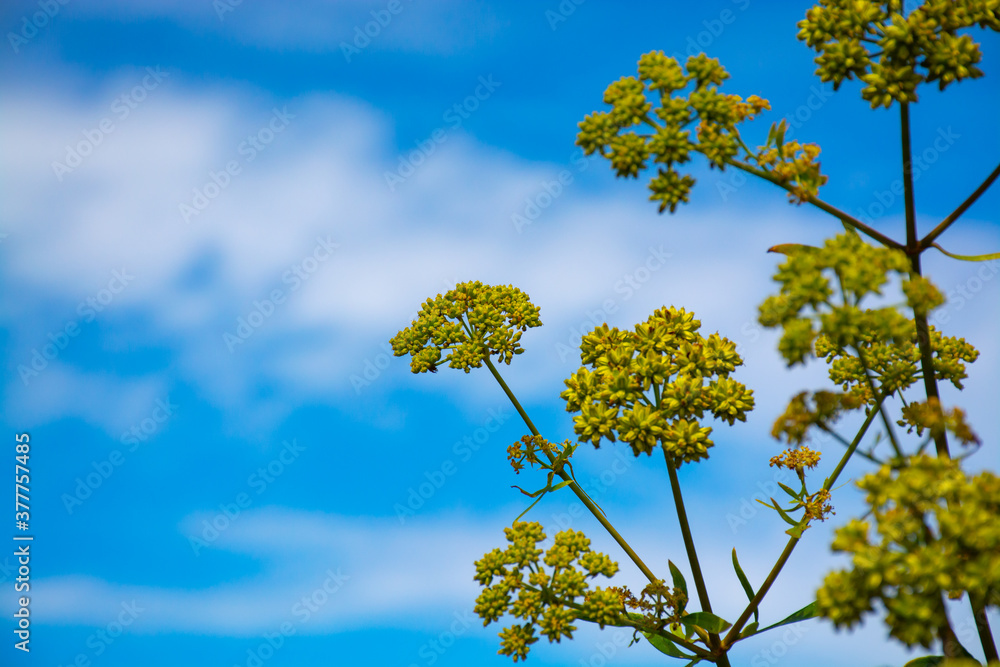 Botanical collection of medicinal and edible plants, blossom of lovage or levisticum officinale plants Botanical collection of medicinal and edible plants, blossom of lovage or levisticum officinale plants
