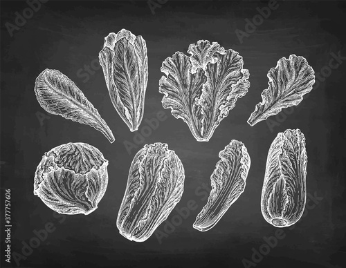 Lettuce ink sketches set.
