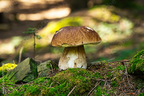 Steinpilze im Wald © Digitalpress