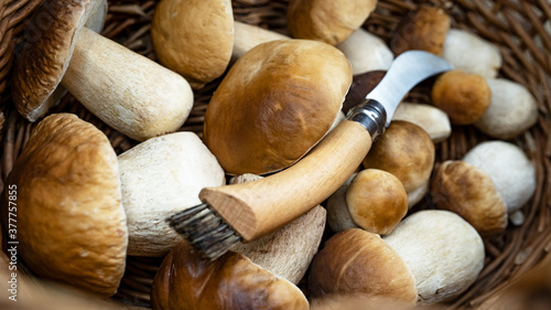 Mushroom background - Top view of many porcini mushrooms / Boletus edulis (king bolete) and mushroom knife in basket