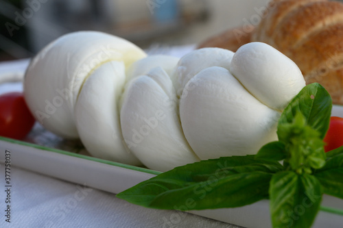 Fresh soft white italian cheese braid mozzarella buffalo made from Italian buffalo's milk by pasta filata method photo