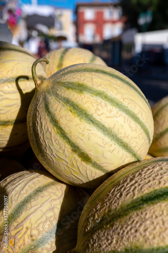 New harvest of sweet honey melons from Cavaillon, Provence, France photo