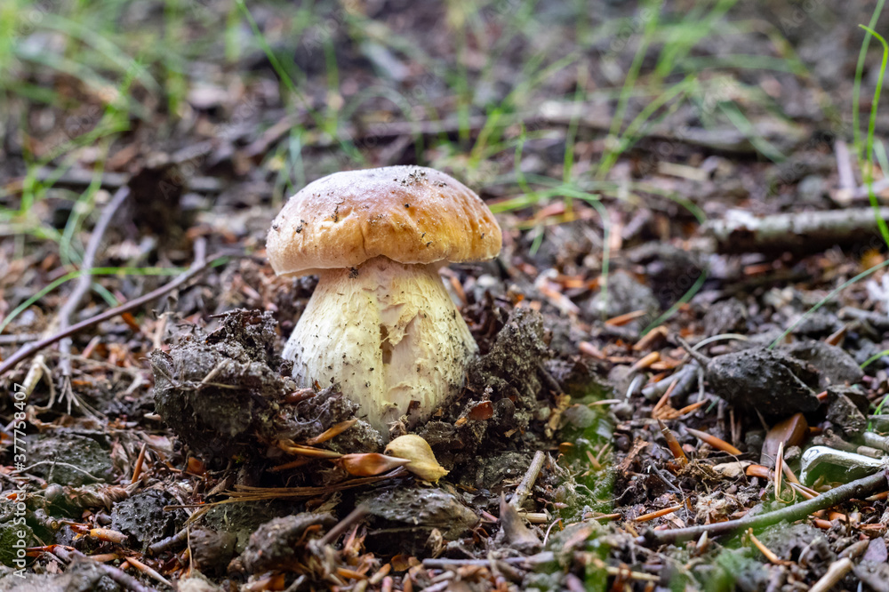 King of edible mushrooms, boletus edulis porcini cepe growing in forest King of edible mushrooms, boletus edulis porcini cepe growing in forest