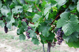Blue grapes in vineyard