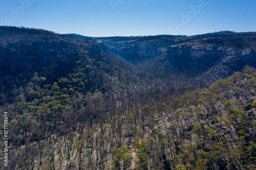 Forest regeneration after bushfire in The Blue Mountains