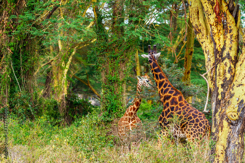 Rothschild s giraffe  Giraffa camelopardalis rothschildi  endangered threatened giraffe  feeding in green woodland. Lake Nakuru National Park  Kenya  Africa. Also known as Baringo or Ugandan