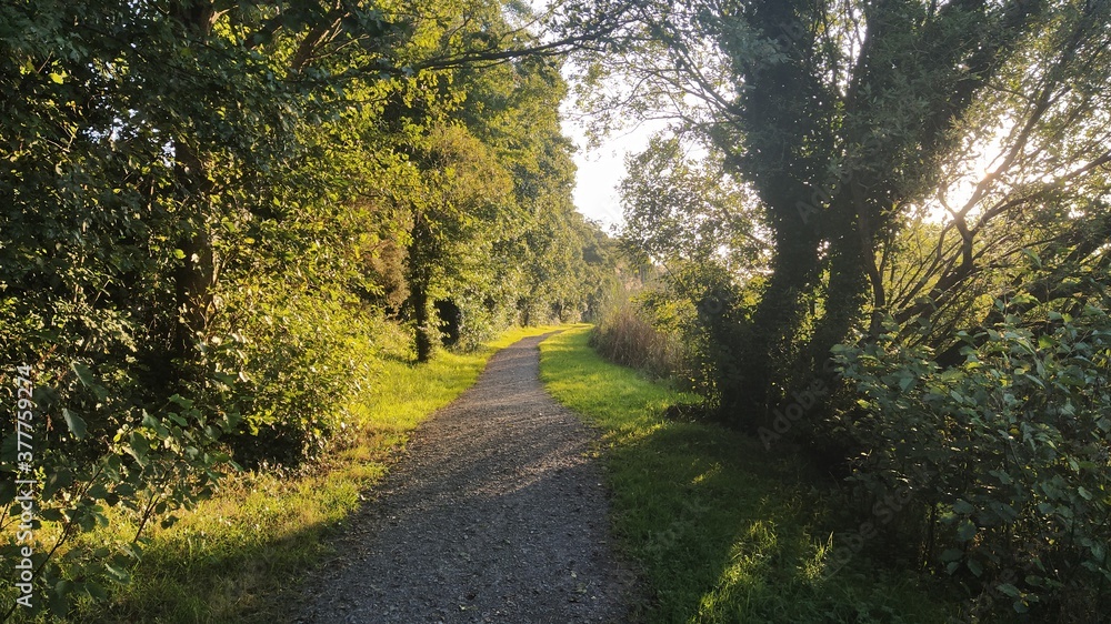Naklejka premium path in the park