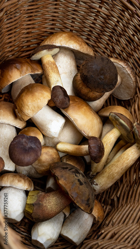 Mushroom portrait background - Top view of many different porcini mushrooms / Boletus edulis (king bolete) / Neoboletus erythropus / imleria bodia in basket