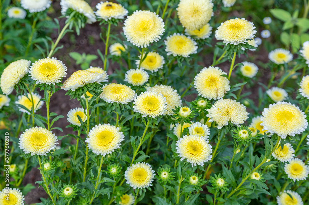 Fototapeta premium Bright autumn flower bloomed in a botanical garden