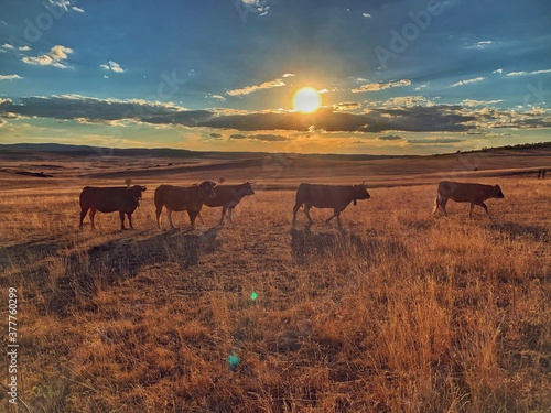 herd of cow