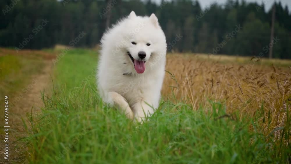Samoyed dog run slow motion Samoyed dog run slow motion