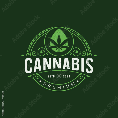 vintage cannabis logo template. retro green style. cannabis leaf with drop oil concept.  vintage design. Premium Vector