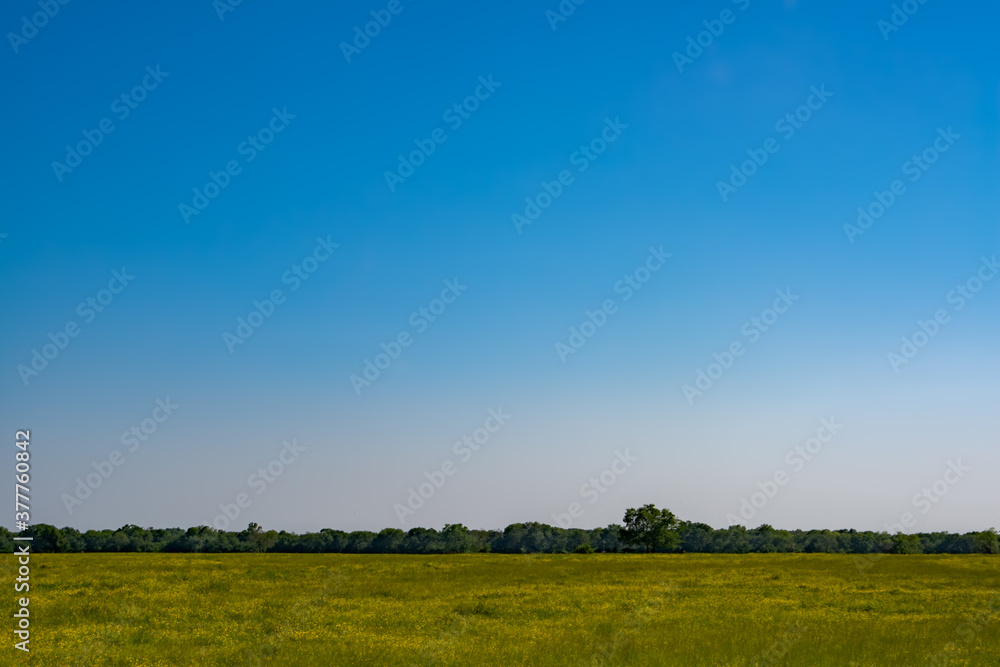 Fototapeta premium Texas Field 2