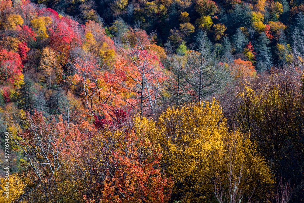 Autumn in the Great Smoky Mountains National Park Autumn in the Great Smoky Mountains National Park