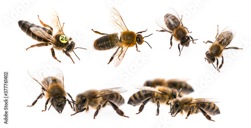 bee queen mother and drone and bee worker - three types of bee (apis mellifera) photo