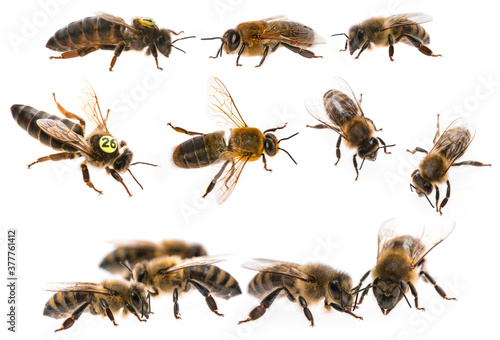bee queen mother and drone and bee worker - three types of bee (apis mellifera) photo
