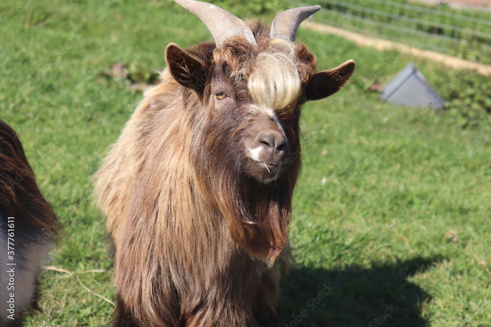 Pygmy Goat Billy