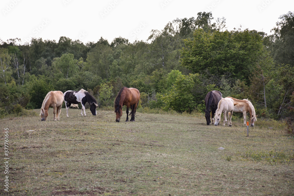 Grazing horses in a forest