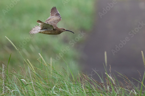 curlew, wildlife in Iceland