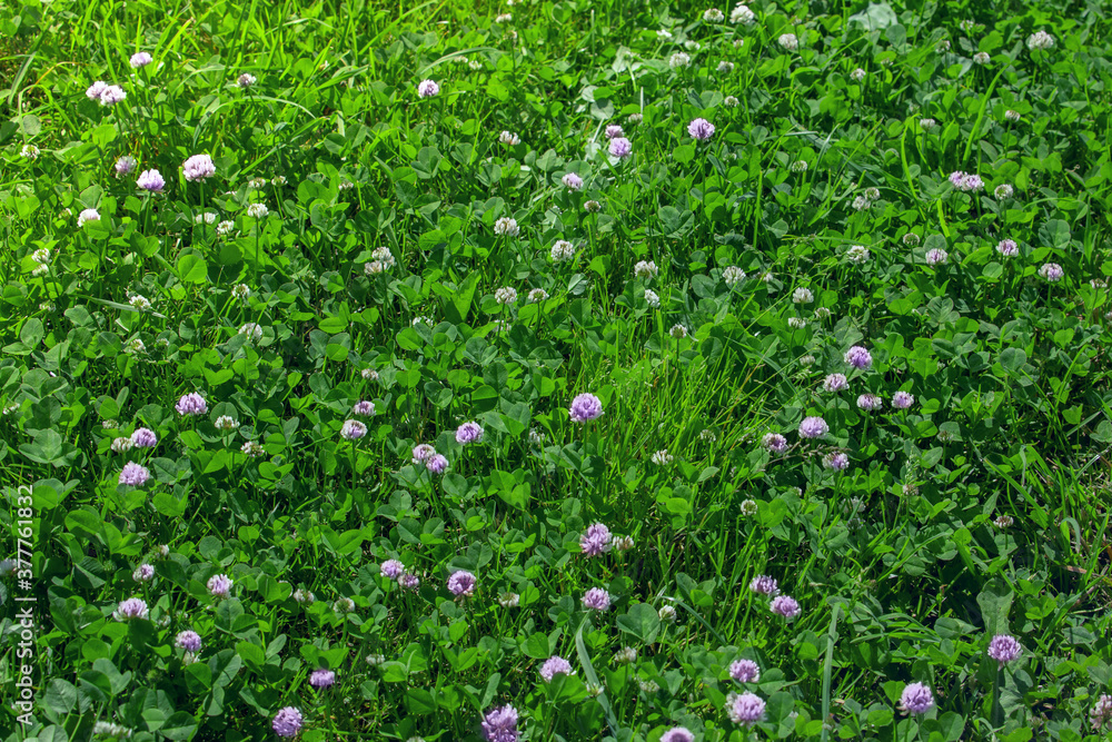 green lawn, clover and lawn grass in summertime, blooming clover in the meadow