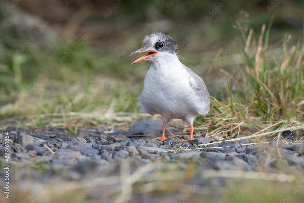 arctic tern chick,wildlife in Iceland arctic tern chick,wildlife in Iceland
