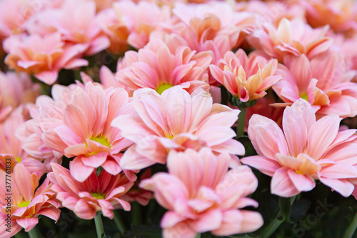 Bright autumn flower bloomed in a botanical garden