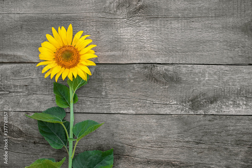sunflower on an old wooden table, rustic background, free space for text,