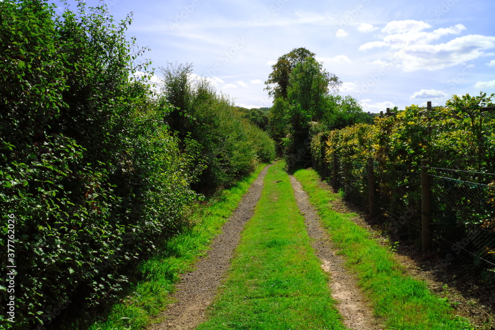 Forest path in Streatley’s Chalk Grasslands Forest path in Streatley’s Chalk Grasslands
