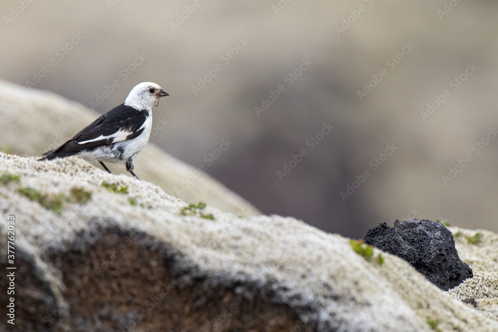 Naklejka premium snow bunting ,wildlife in Iceland