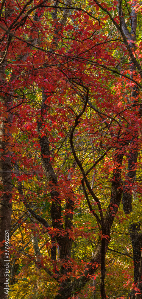 Greenbrier, Autumn Colors, Great Smoky Mountains National Park