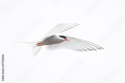arctic tern, wildlife in Iceland